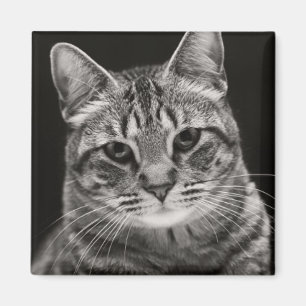 Imã Gatinho preto do gato malhado
