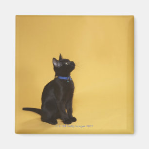 Imã Gatinho preto no colar