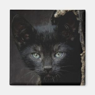 Imã Gatinho preto pequeno
