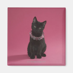 Imã Gatinho preto que veste a colar jeweled