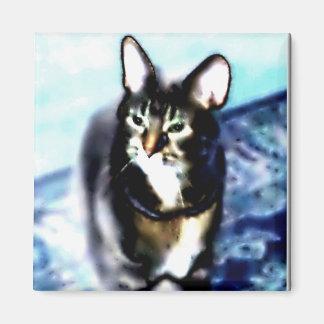 Imã Gatinho Psicadélico