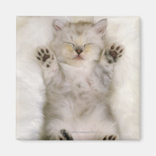 Imã Gatinho que dorme em um tapete macio branco,