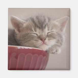 Imã Gatinho que dorme em uma bacia
