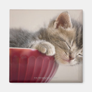 Imã Gatinho que dorme na bacia