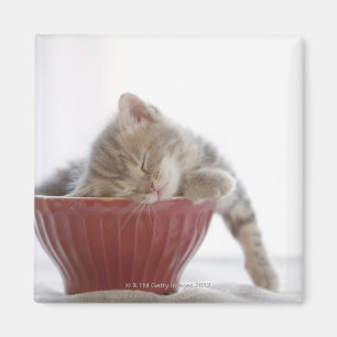 Imã Gatinho que dorme na bacia