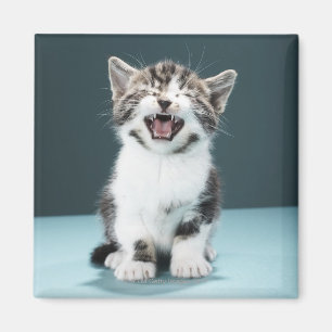 Imã Gatinho que meowing