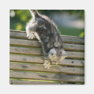 Imã Gatinho que move-se para baixo no banco