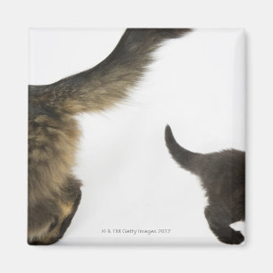 Imã Gatinho que olha acima na cauda da sua mãe