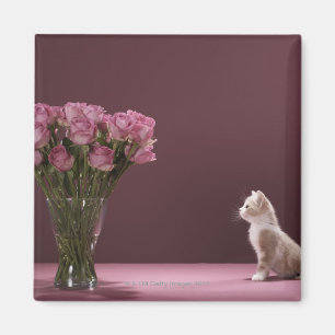 Imã Gatinho que olha o vaso dos rosas