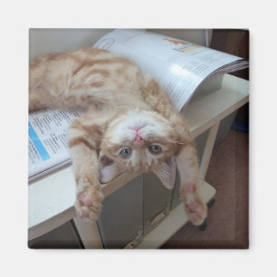 Imã Gatinho que relaxa