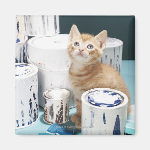 Imã Gatinho que senta-se entre latas da pintura