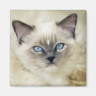 Imã gatinho Ragdoll