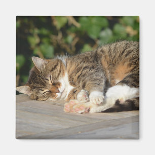 Imã Gatinho relaxed sonolento