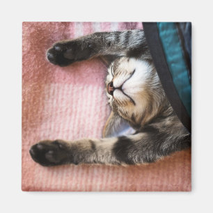 Imã Gatinho Snoozing