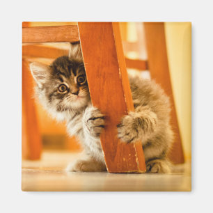 Imã Gatinho sob a cadeira