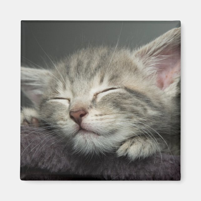 Imã Gatinho Sonolento (Frente)