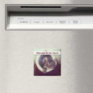 Imã Gatinho Tabby Na Fotografia De Fechamento Do Hut