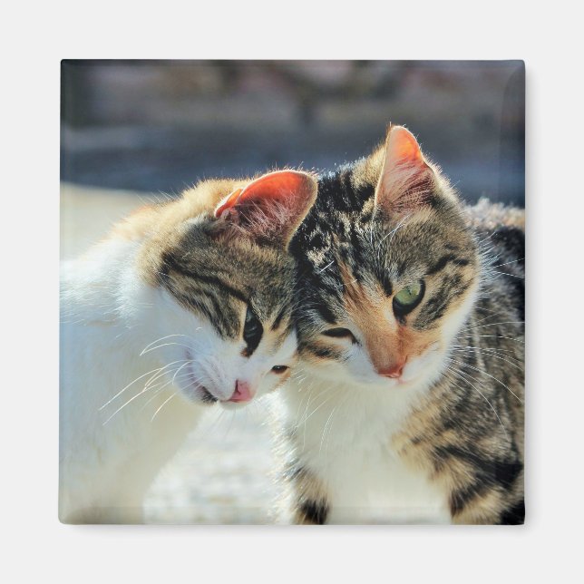 Imã Gatinhos (Frente)