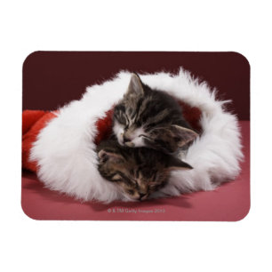 Ímã Gatinhos adormecidos junto no chapéu do Natal