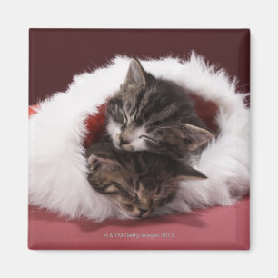 Imã Gatinhos adormecidos junto no chapéu do Natal