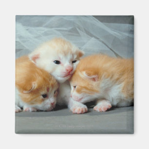 Imã Gatinhos alaranjados da pele