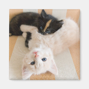 Imã Gatinhos brancos e pretos