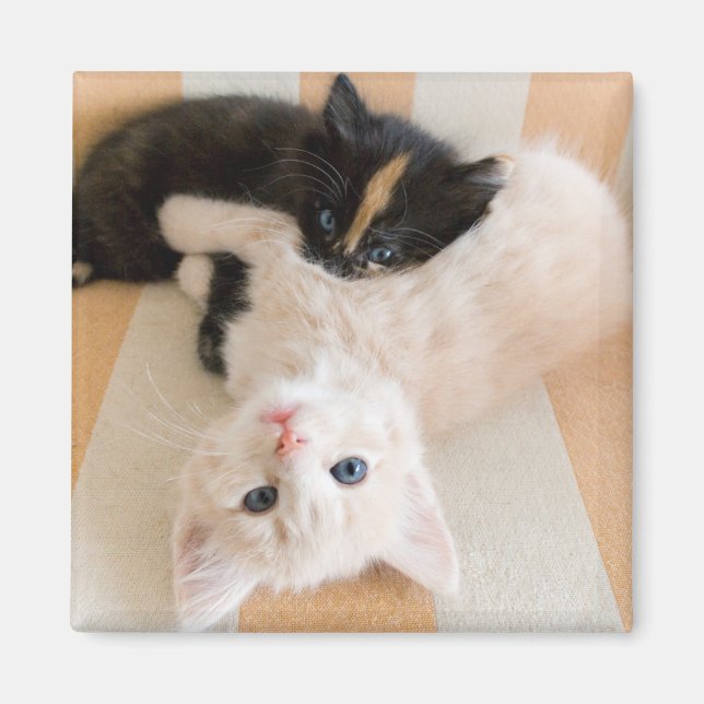 Imã Gatinhos Brancos E Pretos (Frente)