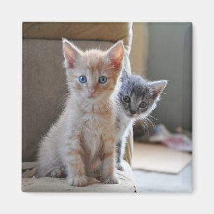 Imã Gatinhos curiosos