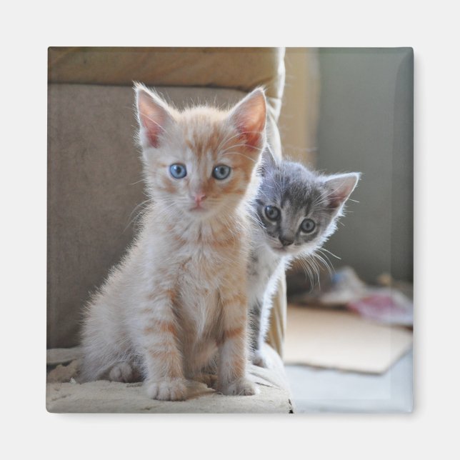 Imã Gatinhos Curiosos (Frente)