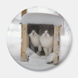 Imã Gatinhos de neve