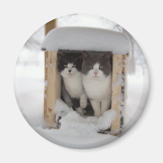 Imã Gatinhos de neve (Frente)