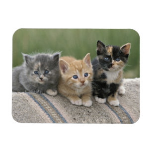 Ímã Gatinhos do Celeiro em uma Manta de Cavalo