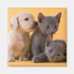 Imã Gatinhos do russo & filhotes de cachorro azuis do