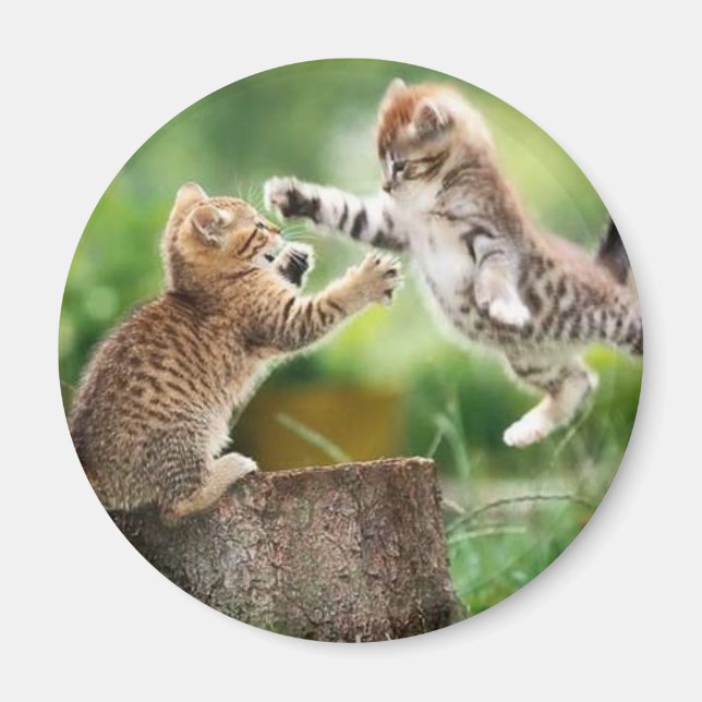 Imã Gatinhos florestais noruegueses (Frente)