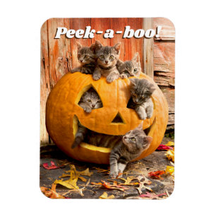 Ímã Gatinhos no Jack-o-Lanterna
