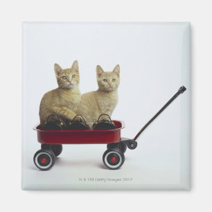 Imã Gatinhos no vagão