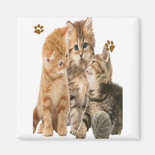 Imã Gatinhos que jogam t-shirt