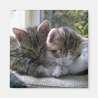 Imã Gatinhos Sonolentos