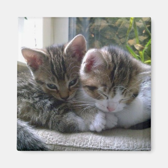 Imã Gatinhos Sonolentos (Frente)