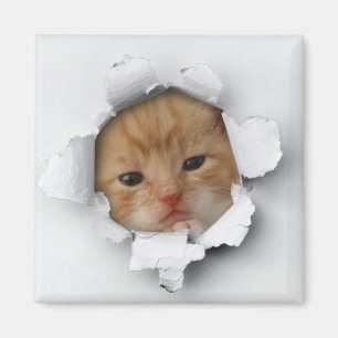 Imã Gato