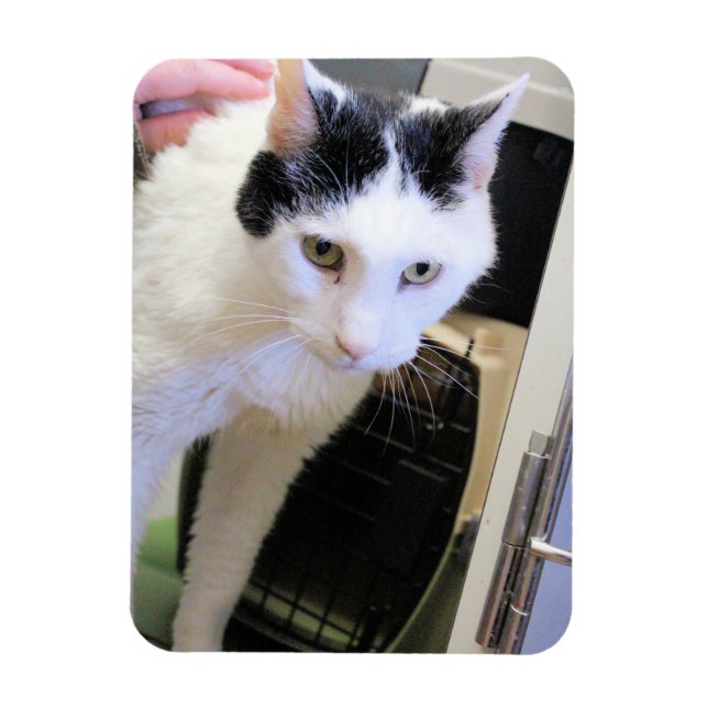 Ímã Gato (Vertical)