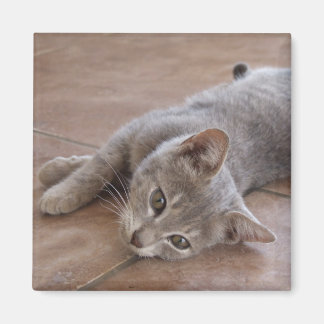 Imã Gato