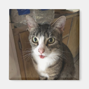 Imã Gato