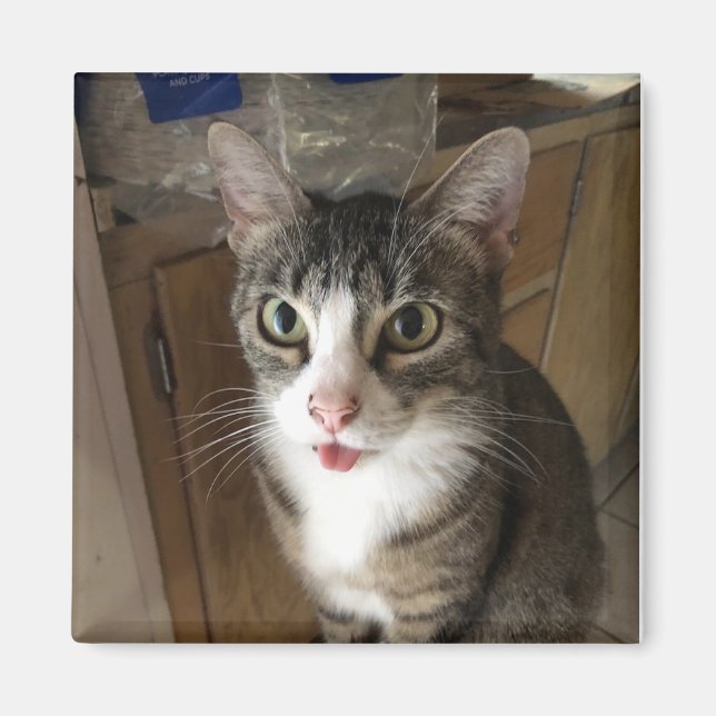 Imã Gato (Frente)