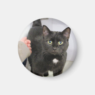 Imã Gato