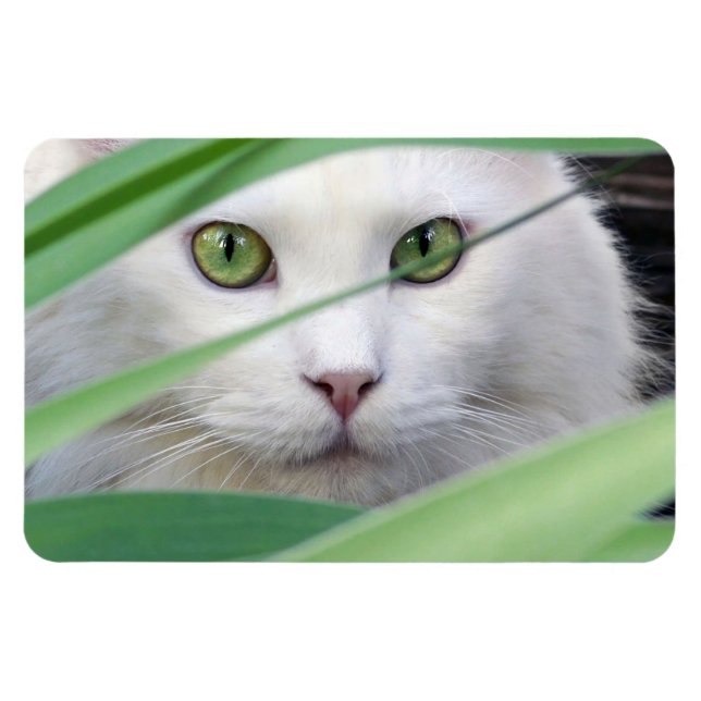 Ímã Gato  (Horizontal)