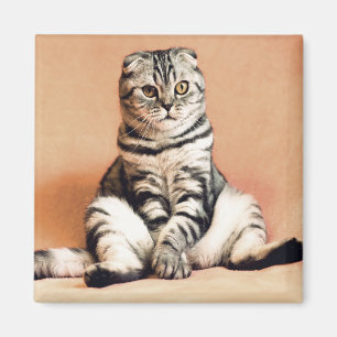 Imã Gato