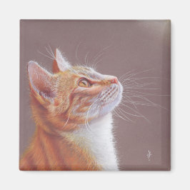 Imã Gato