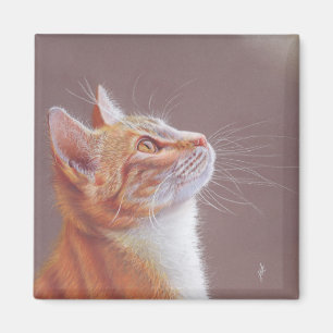Imã Gato 