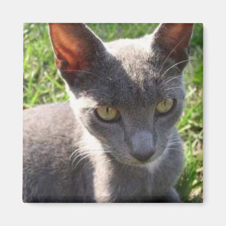 Imã Gato à luz do sol